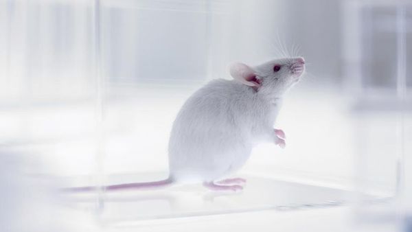 Describen el circuito cerebral que gobierna el deseo sexual en ratones hembra - Ciencia - ABC Color