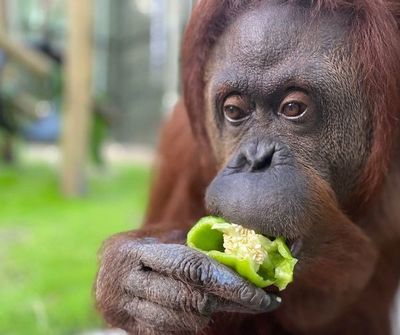 Chimpancés y orangutanes del jet set encuentran la paz en un retiro en Florida - Mascotas - ABC Color