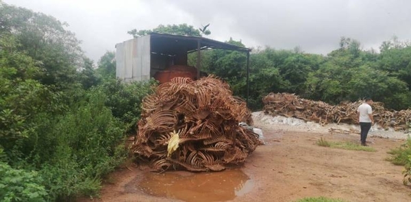 HOY / Por irregularidades, intervienen matadería que faena caballos en Luque