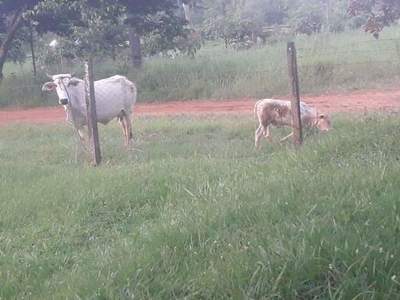 ALTO VERÁ: RECUPERAN ANIMALES VACUNOS TRAS ABIGEATO
