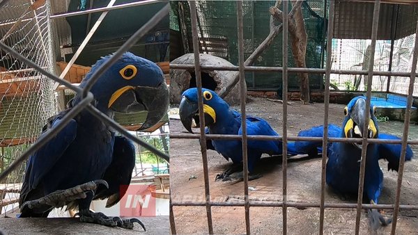 NACIMIENTO DE TRES GUACAMAYOS TRAEN ALEGRÍA AL MINI ZOOLÓGICO JUAN XXIII