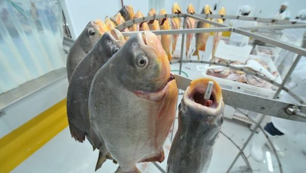 Crece producción piscícola en Paraguay (en 2020 llegaría a 30.000 toneladas)