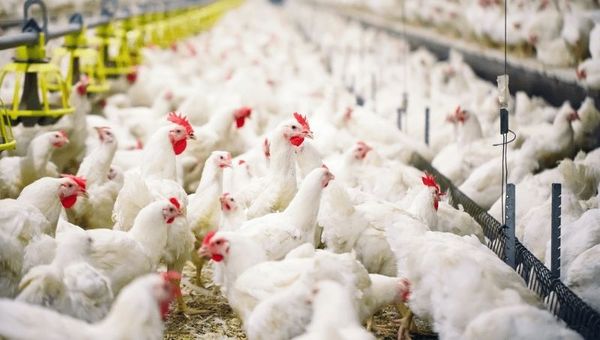 Sector avícola: “Necesitamos que la industria se ponga los pantalones para poder exportar”