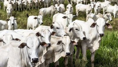 Nelore se mantiene otro año más al frente del ranking nacional de faena