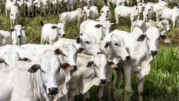 Nelore se mantiene otro año más al frente del ranking nacional de faena