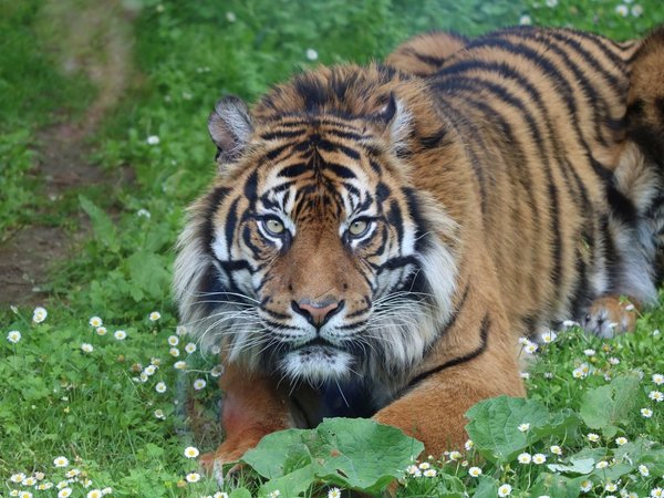 Hombre se hizo del muerto y se salvó de ser devorado por un tigre de Bengala
