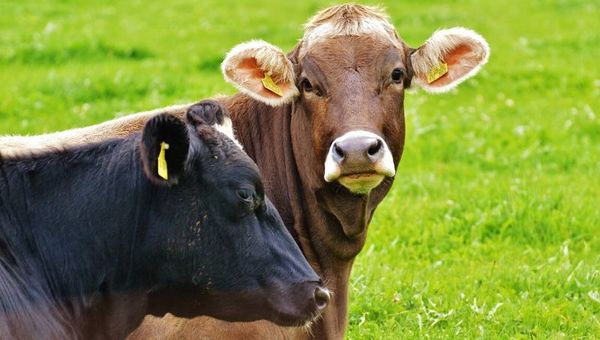 Ganaderos del Mercosur molestos por pedido de la ONU sobre consumir menos carne