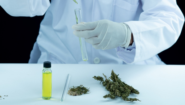 Cannabis medicinal: otorgan licencias para la producción e industrialización en el país