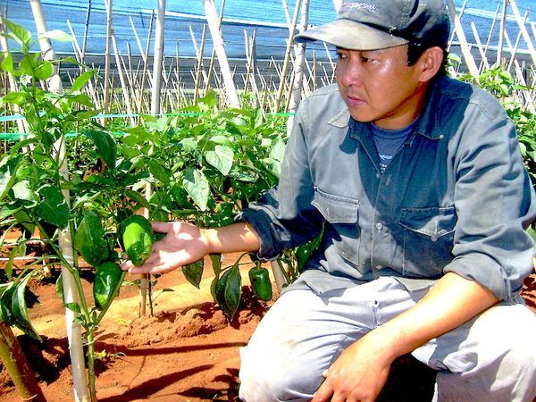 Mercado apunta a US$ 34,2 millones de ingresos