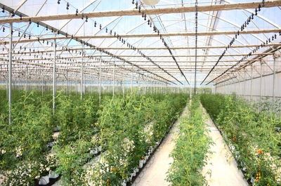 Empresa frutihortícola aumenta su producción utilizando la tecnología