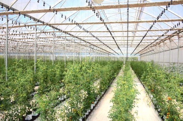 Empresa frutihortícola aumenta su producción utilizando la tecnología