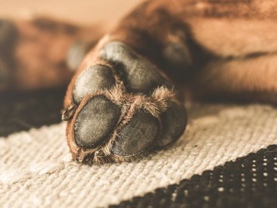 Imputan a hombre que mató a machetazos a su perro