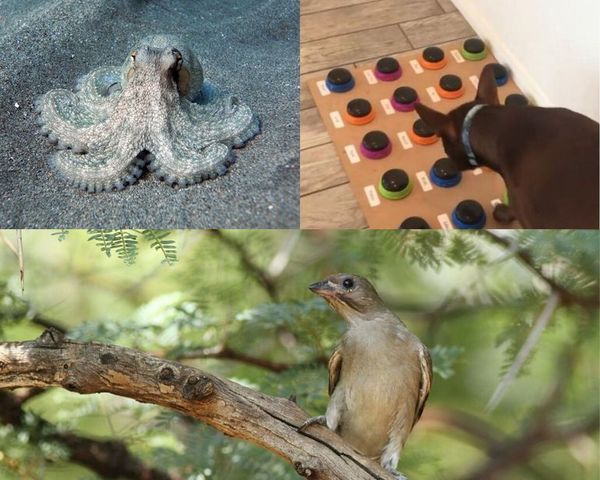 Sin palabras, animales son capaces de expresar más de lo esperado - Periodismo Joven - ABC Color