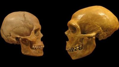 Un estudio descubre ADN neandertal en poblaciones africanas - Ciencia - ABC Color