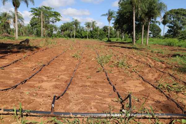 Gobierno implementa sistema de riego para fortalecer producción de papa y cebolla en Paraguarí | .::Agencia IP::.