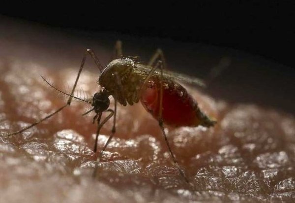 Dengue: 14.000 casos sospechosos por semana | Noticias Paraguay