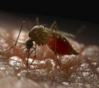 Preocupa el incremento de los casos de dengue - Paraguay.com