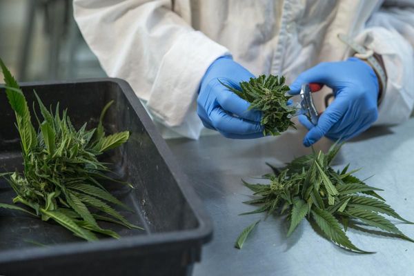 Amplían a 10 el límite de licencias para producir aceite de cannabis