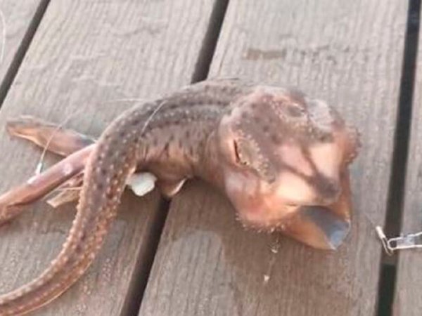 Extraño animal aparece en aguas de Nueva York