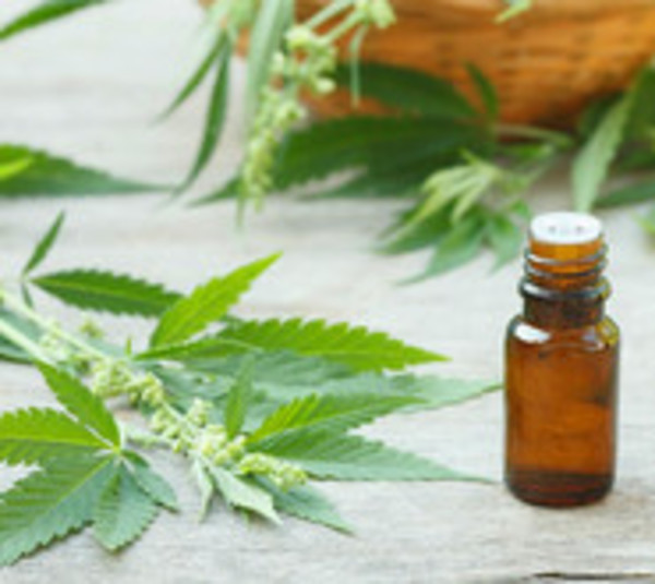 10 empresas tendrán licencia para producción de cannabis medicinal - Paraguay.com