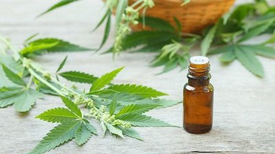 Extenderán licencia para producción de cannabis medicinal | Noticias Paraguay