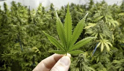 Ejecutivo amplía a diez el límite de licencias para producir e industrializar cannabis | .::Agencia IP::.