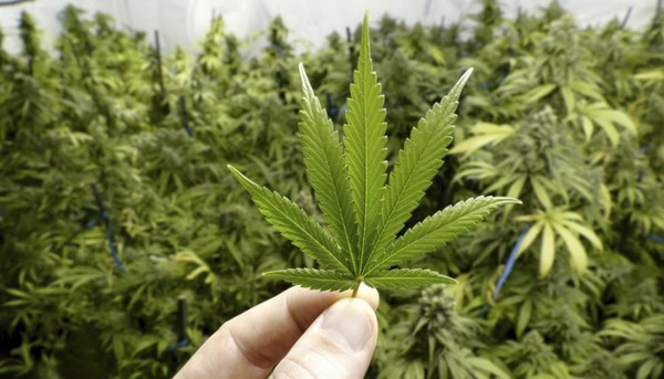 Ejecutivo amplía a diez el límite de licencias para producir e industrializar cannabis | .::Agencia IP::.
