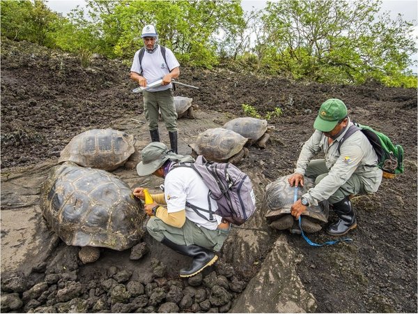 Hallan tortuga con linaje del extinto Solitario Jorge