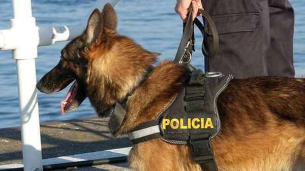 Un perro exaltado echa 10 toneladas de marihuana paraguaya en Argentina - ADN Paraguayo