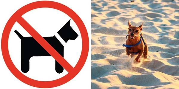 MASCOTAS PUEDEN IR A LA COSTANERA PERO NO PUEDEN INGRESAR A LA PLAYA