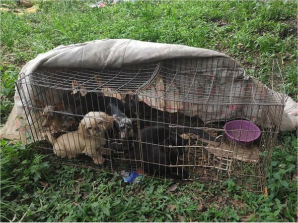 Plantean aumentar la pena por maltratar a los animales