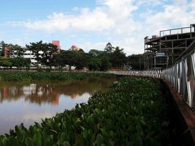 Camalotes crean alfombra verde en el dique del Lago de la República