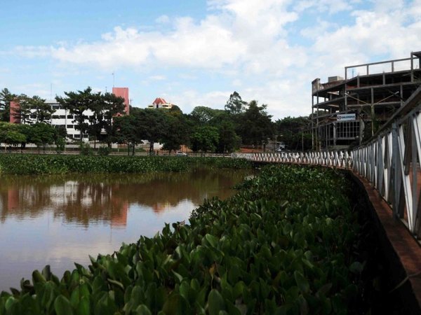 Camalotes crean alfombra verde en el dique del Lago de la República