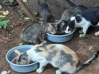 Derraman agua caliente y hasta violan a gatitos
