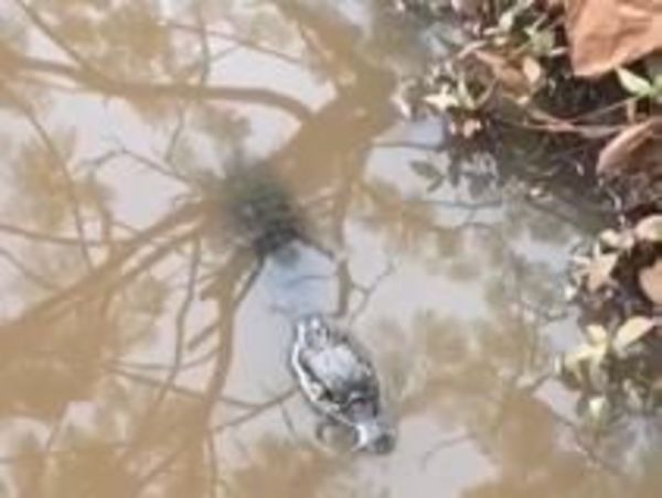 Nueva “mascota” en el Lago de la República de Ciudad del Este - ABC en el Este - ABC Color
