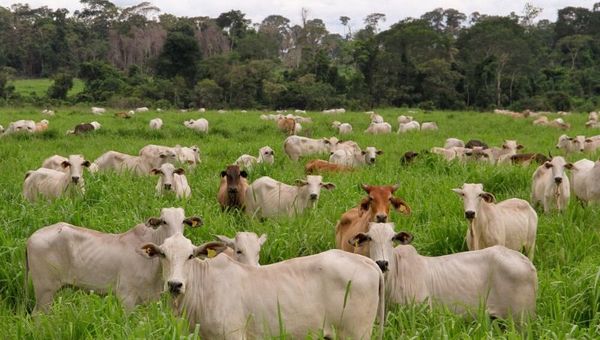 Alfred Fast: “Paraguay se encuentra muy bien en cuanto a producción sostenible de carne”