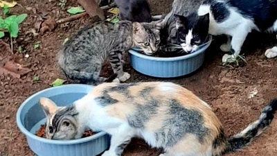 Derraman agua caliente y hasta violan a gatitos