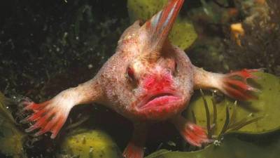 Hallan nueva población del extraño pez australiano que puede “caminar” bajo el agua