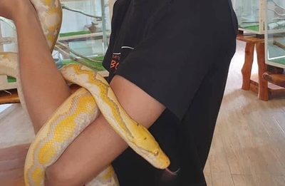 HOY / Serpiente muerde a niño en atracción de San Ber