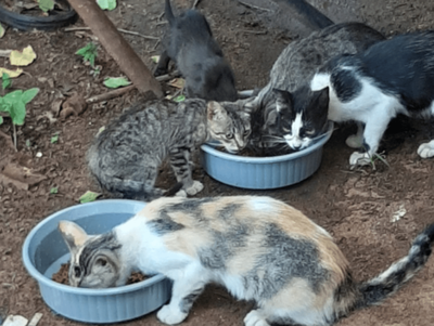 DERRAMAN AGUA CALIENTE Y HASTA VIOLAN A GATITOS