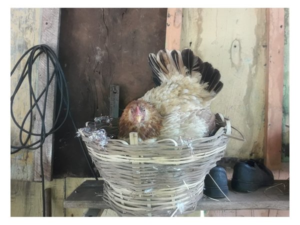 Insólito: tenía 150 gallinas y ahora solo le quedan tres