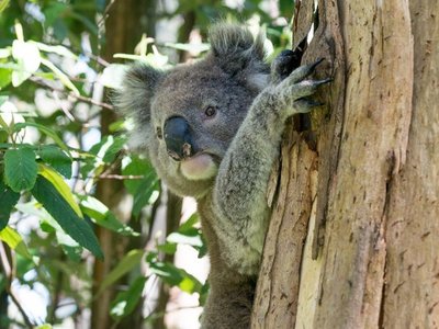 Australia investiga muerte de koalas en tala de plantación