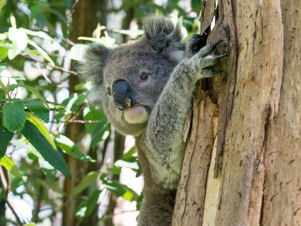 Australia investiga muerte de koalas en tala de plantación