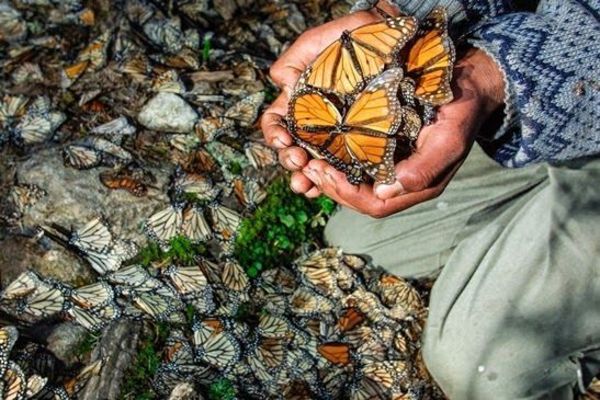 Encuentran otro ambientalista muerto en el santuario de mariposas en México - ADN Paraguayo