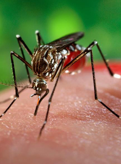Combate al dengue: En la “Chacarita” se realizó una importante minga. El barrio cuenta con un alto índice de infestación larvaria