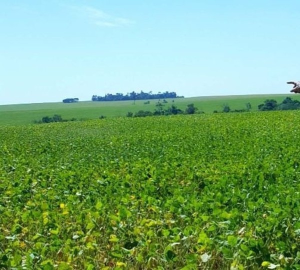 Tavapy: denuncian que supuestos usurpadores impiden secuestro de granos en propiedad de Fundación