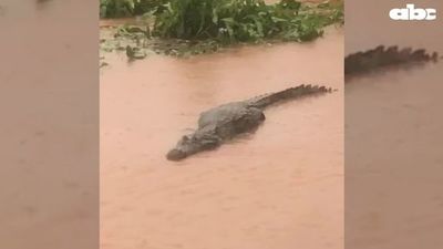 Los yacarés del lago de la República “son tímidos”, según Itaipu - ABC en el Este - ABC Color