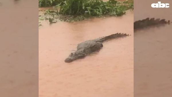 Los yacarés del lago de la República “son tímidos”, según Itaipu - ABC en el Este - ABC Color