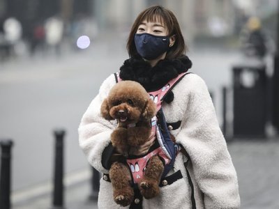 En Wuhan, las mascotas se han vuelto víctimas colaterales del coronavirus
