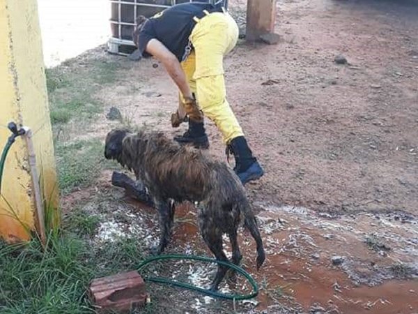 Rescatan a perro que se encontraba bajo tierra en Caazapá